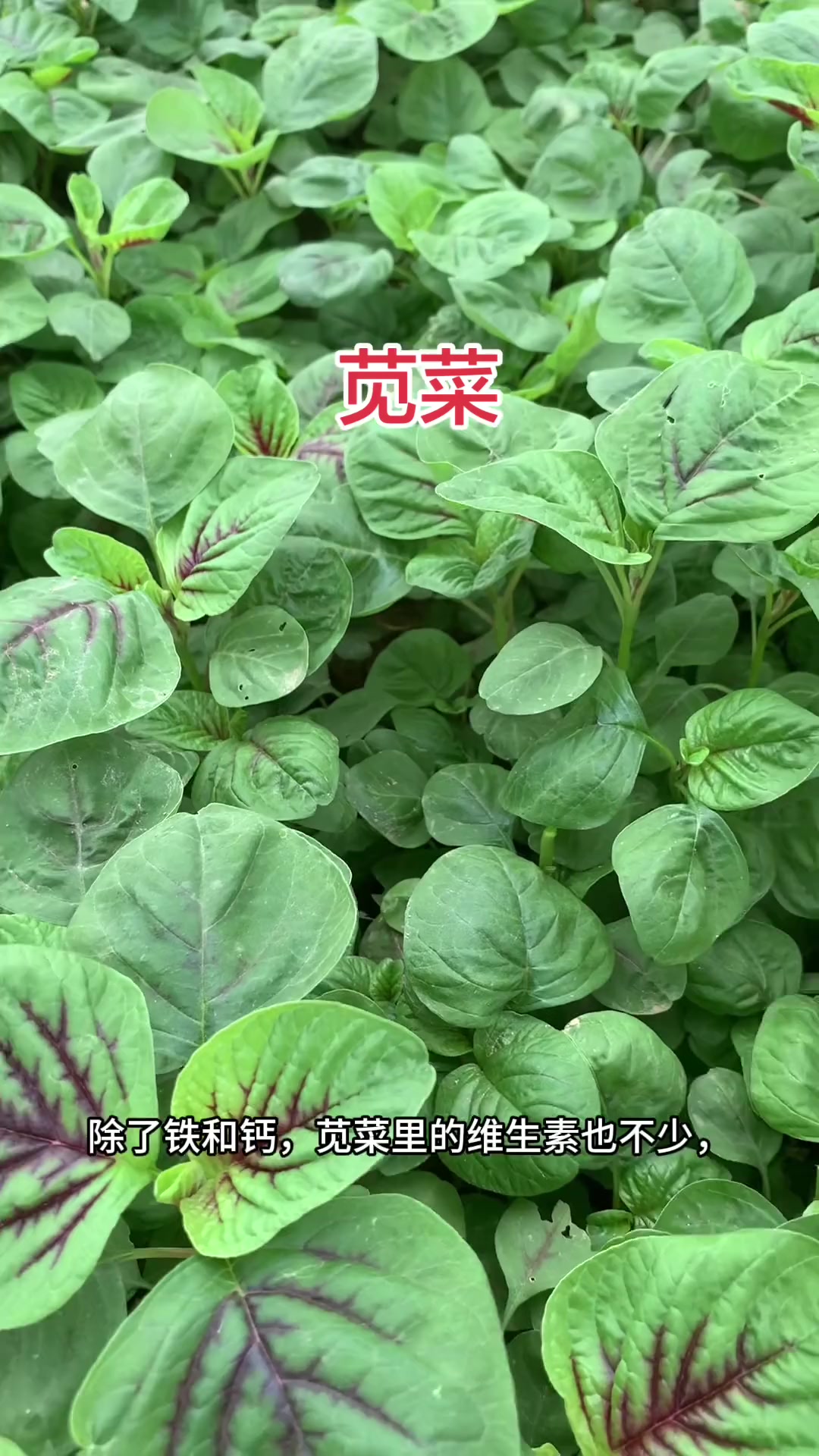 苋菜：乡村生活中的植物科普