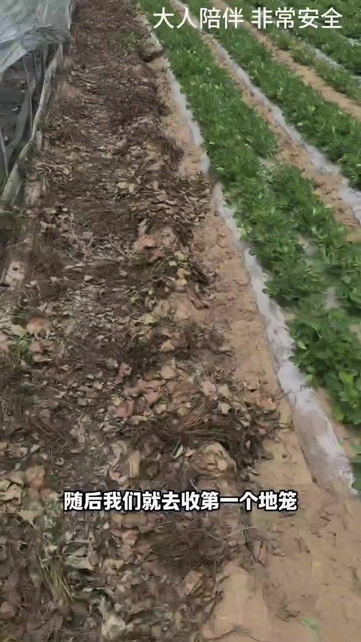 为了不浪费这么好的耳料，然后就去下了地笼，结果收获了一只大龙虾还有好多条小鱼……