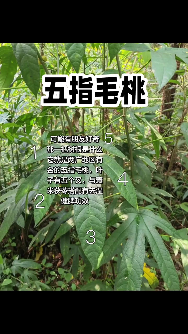 养生健康：广东靓汤祛湿，每份汤都有功效