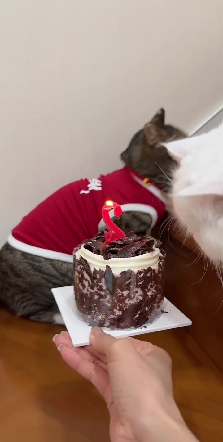猫咪两岁生日躲避蛋糕尽显逗趣模样