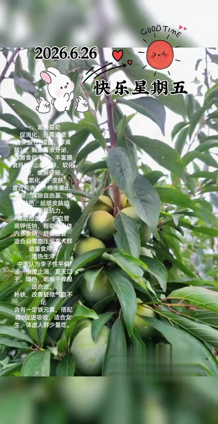 李子的营养价值及功效与作用