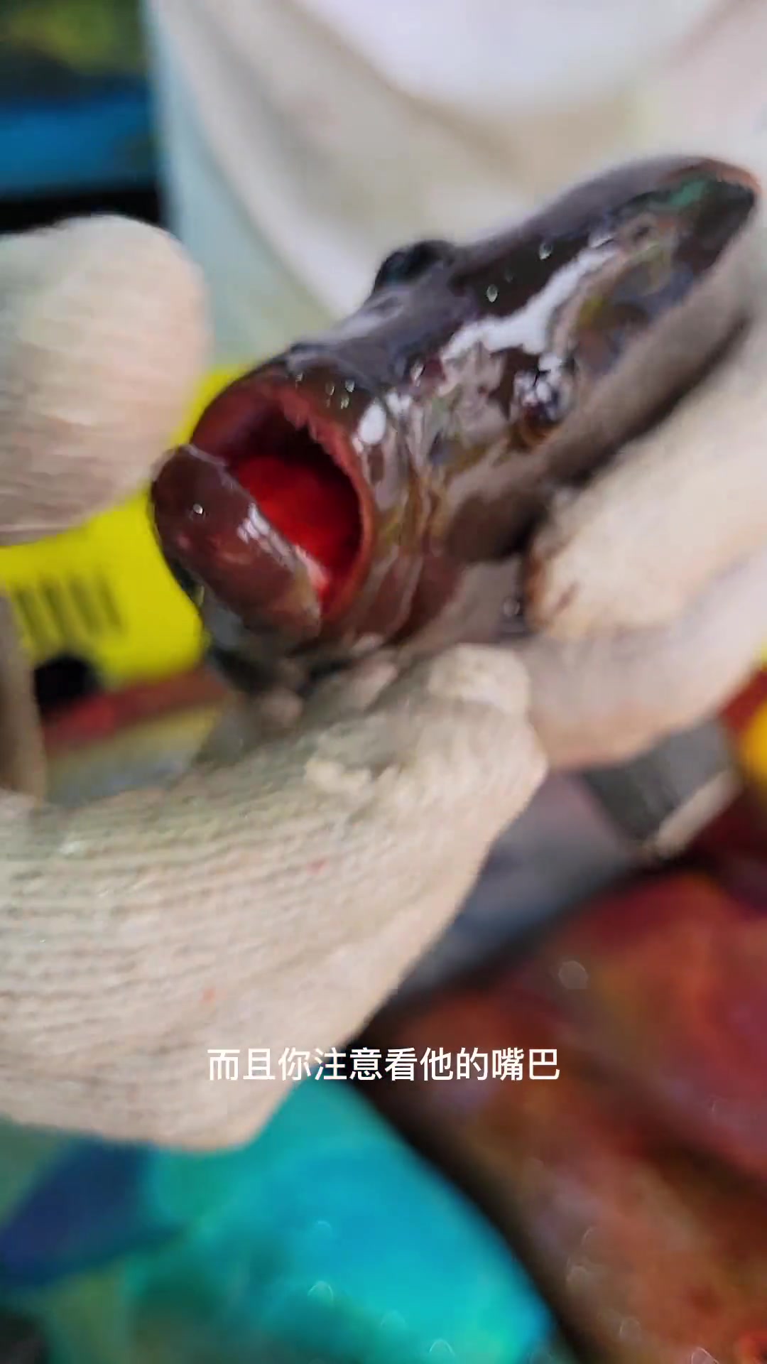 我很喜欢的黑瓜子斑 原产地渔民实拍的海鲜