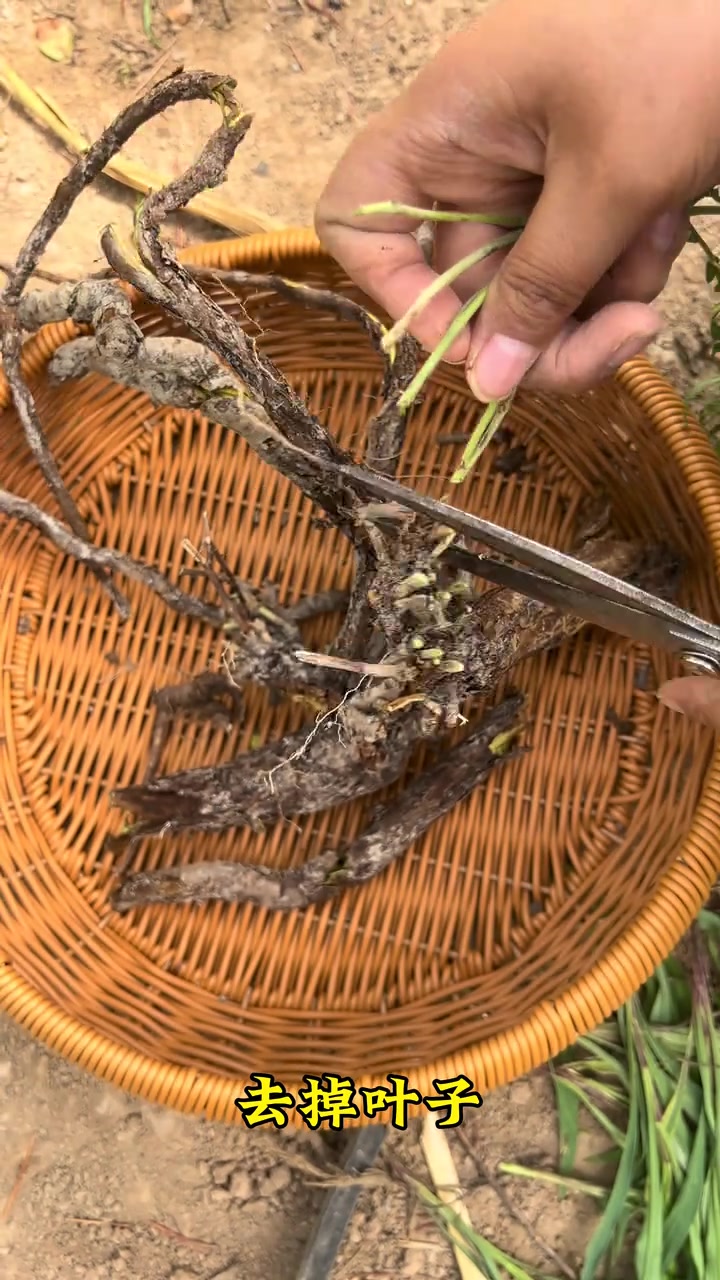 甘草泻心汤的配方