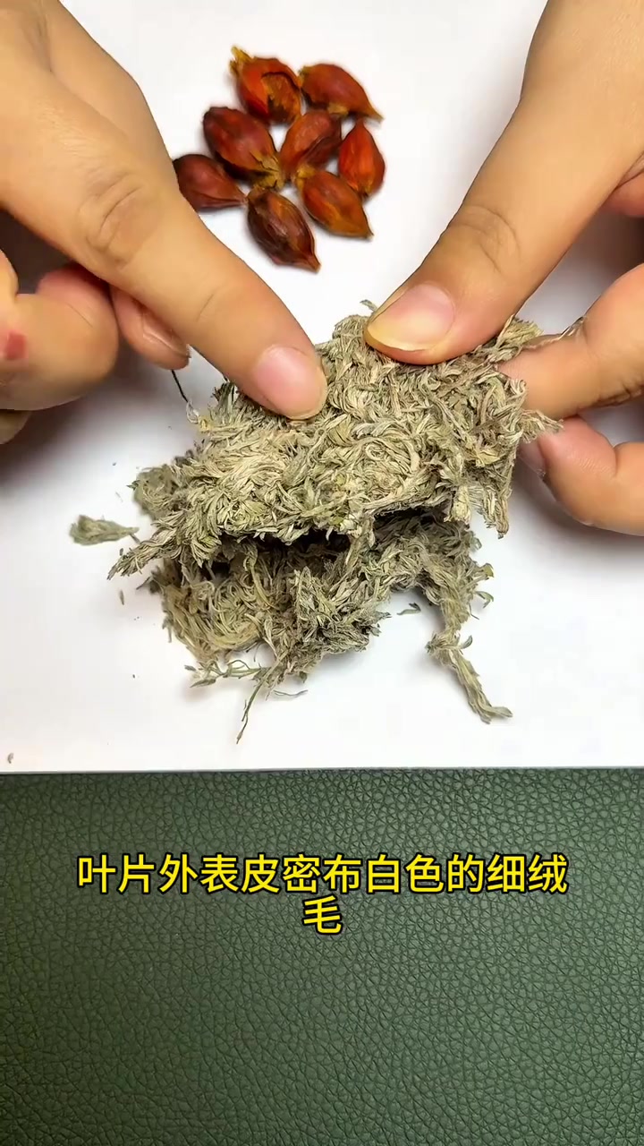 中药科普：茵陈蒿汤如何选材