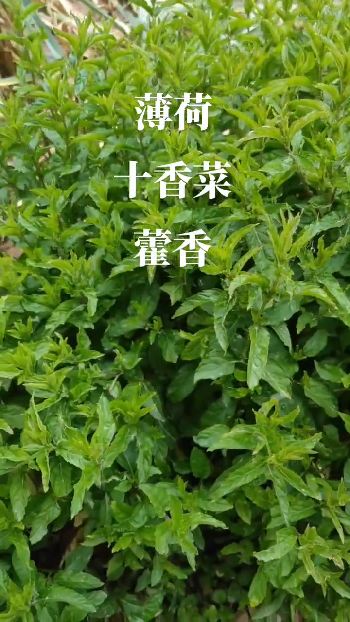 养生健康：薄荷与十香菜的清新滋味