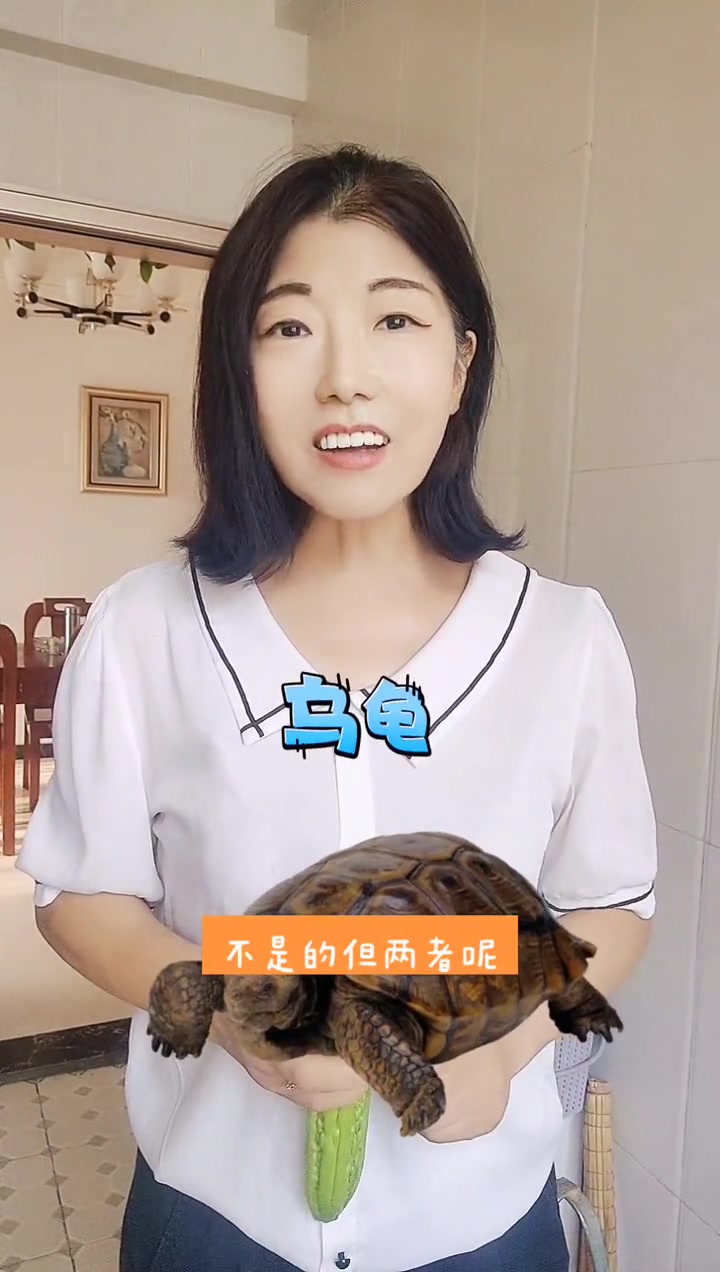 甲鱼和乌龟的区别及营养价值功效