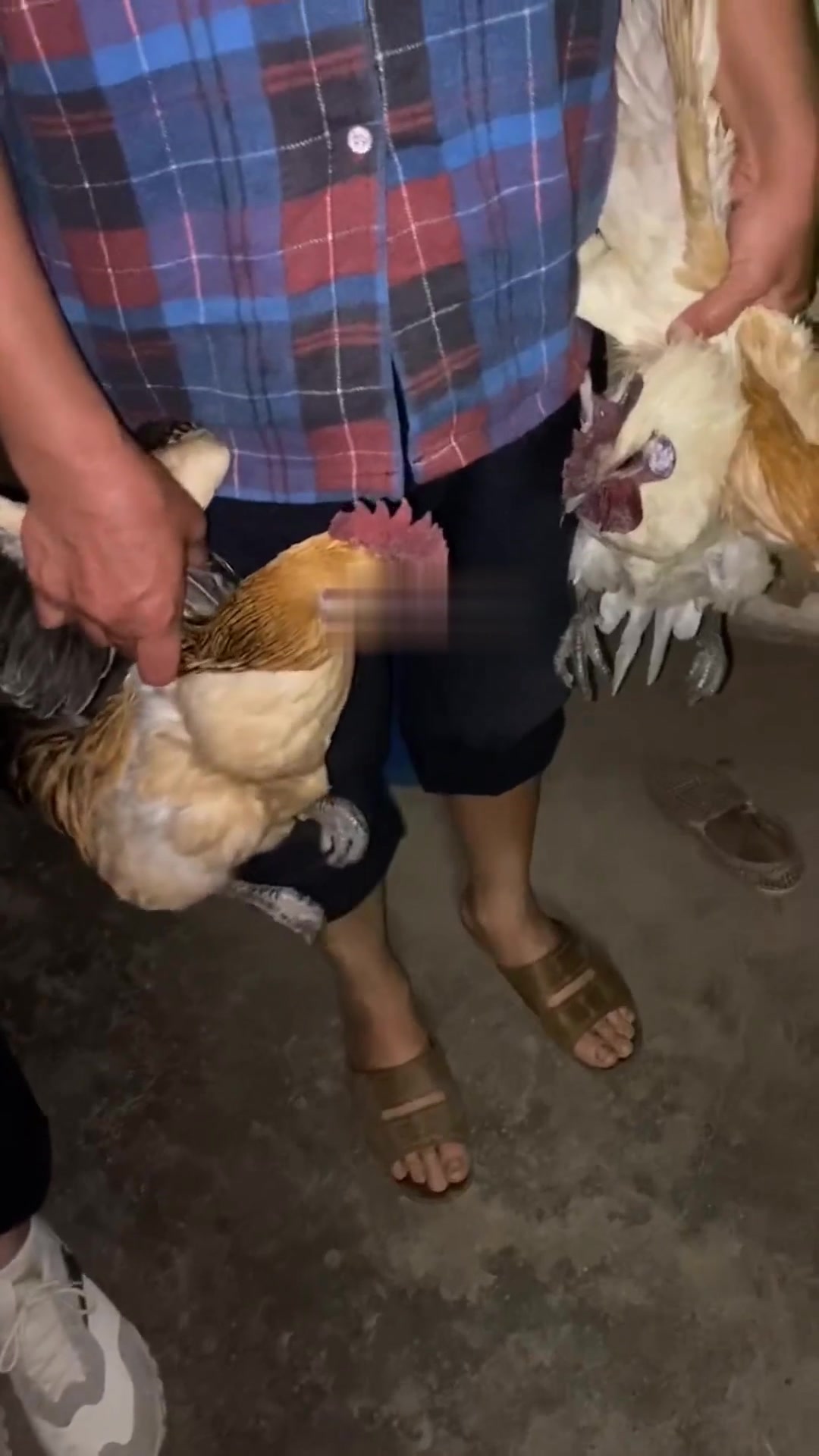 它就是只鸡，我们居然这么喜欢这款老品种绿壳土鸡