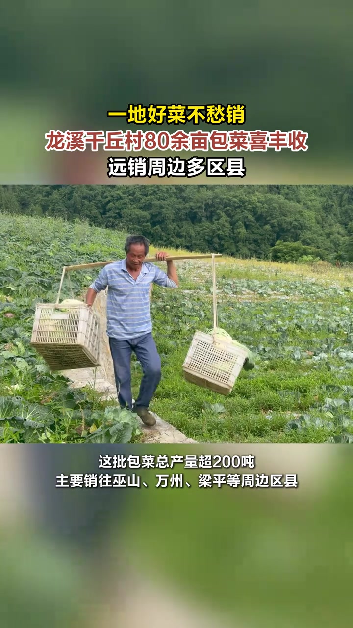 一地好菜不愁销！龙溪千丘村80余亩包菜喜丰收！远销周边多区县