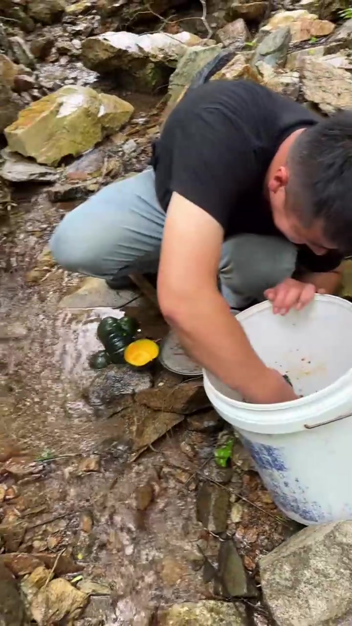 东北水质好的溪流里才有的狗虾，今天用南瓜做诱饵去钓狗虾，还真好使