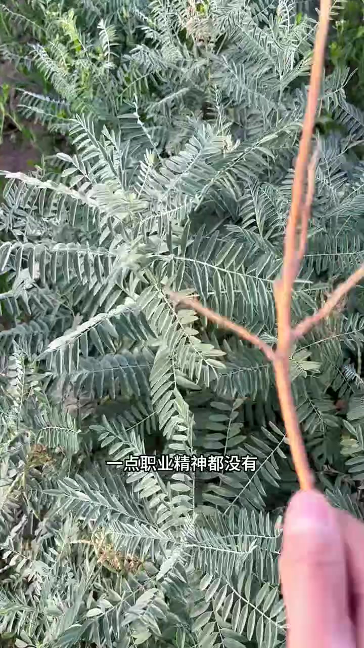 万万没想到现在的含羞草不害羞了！#快成长计划 #光合计划 #潮流生活成长之星 #喜爱度激励