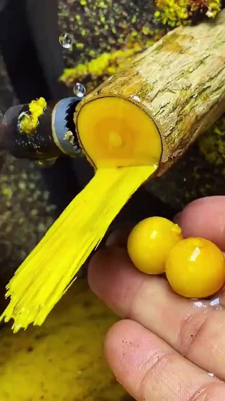这树能砍吗！