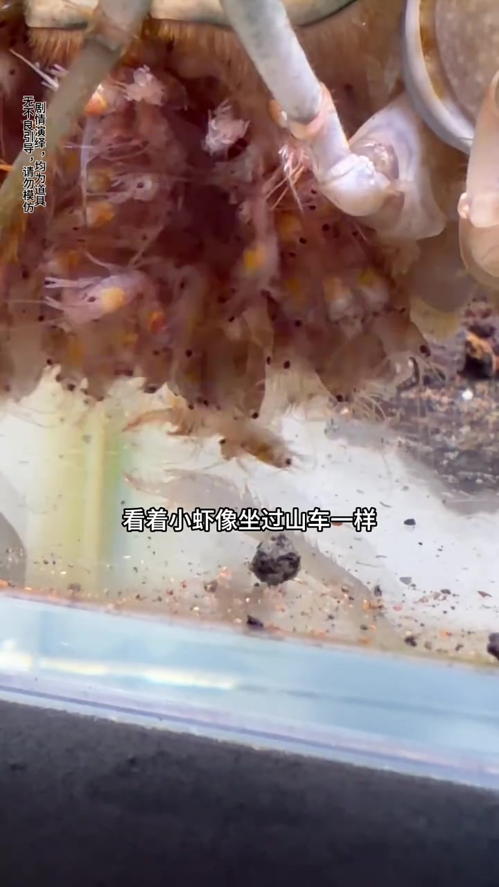 澳洲龙虾泛滥了？！#碎嘴子 #澳洲龙虾