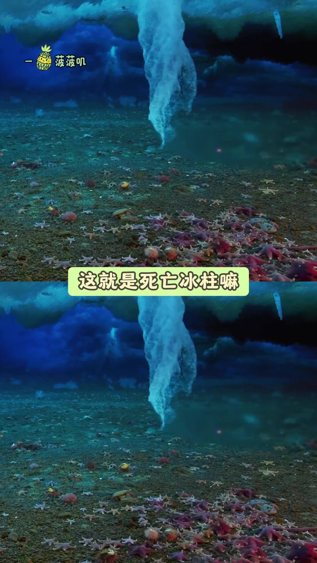 呱唧，启动 章鱼警报！海底小纵队还是太超前了！#死亡冰柱##大自然奇观##海底世界##冷知
