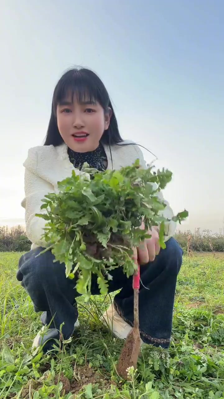 记录农村生活，挖荠荠菜，大自然的馈赠