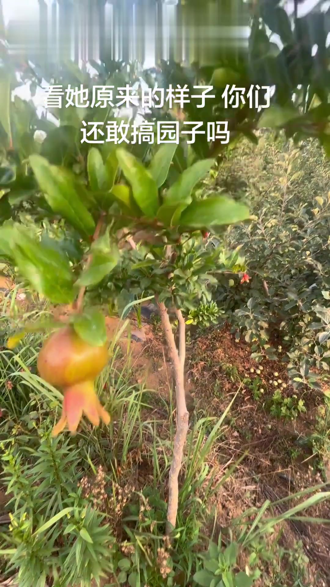 种有机生态私家菜园,付出有收获,搞地能让人变化