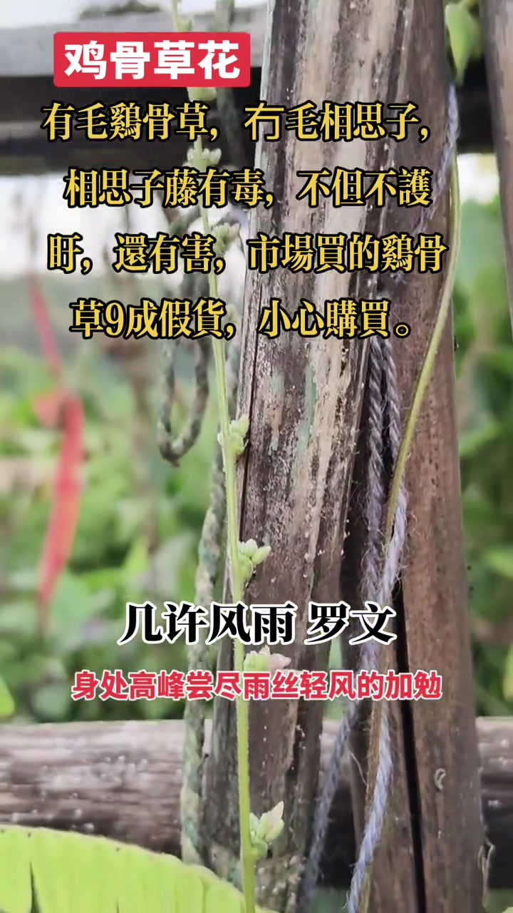 中药科普：有毛鸡骨草与冇毛相思子的区别
