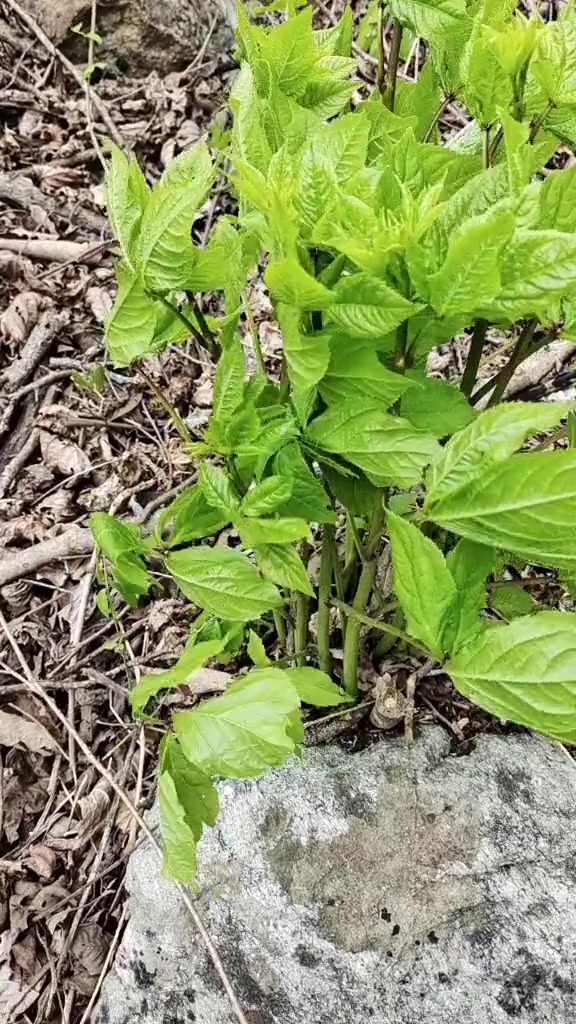 又到了吃野菜的季节了，东北山野菜