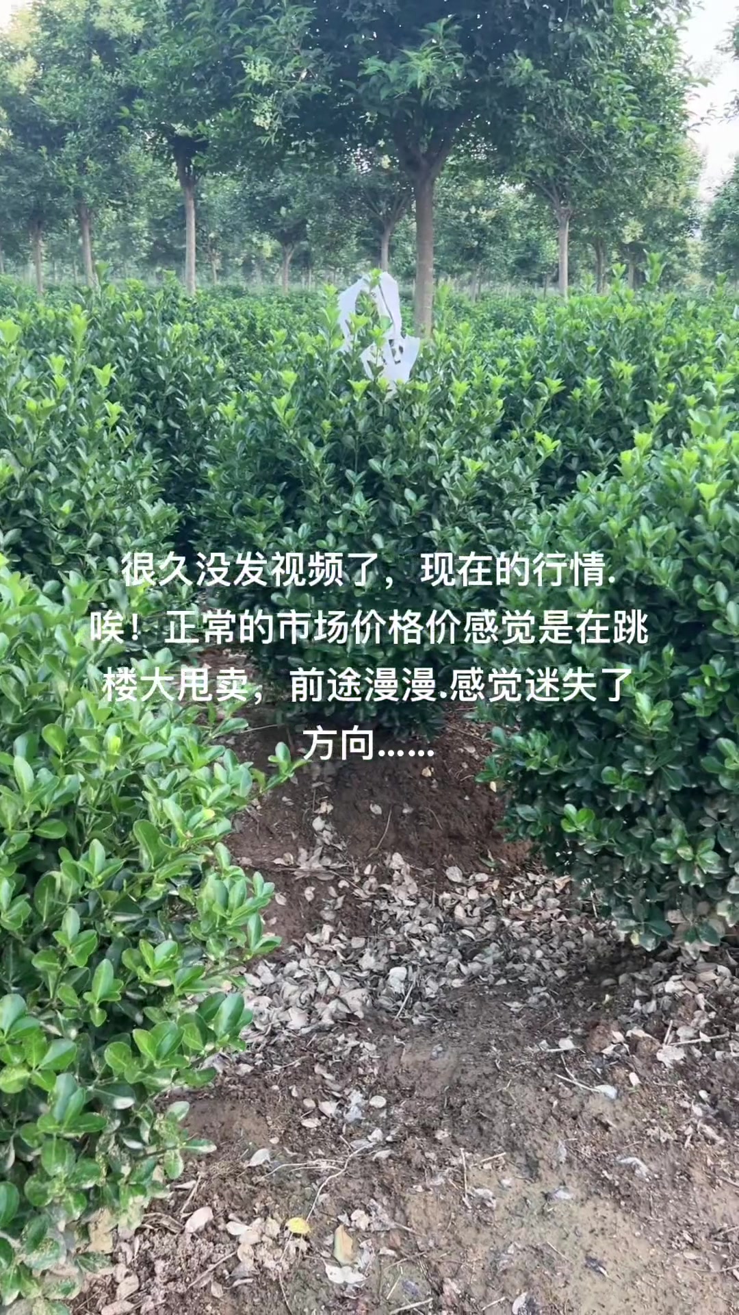 苗圃基地精品大叶黄杨现场实拍