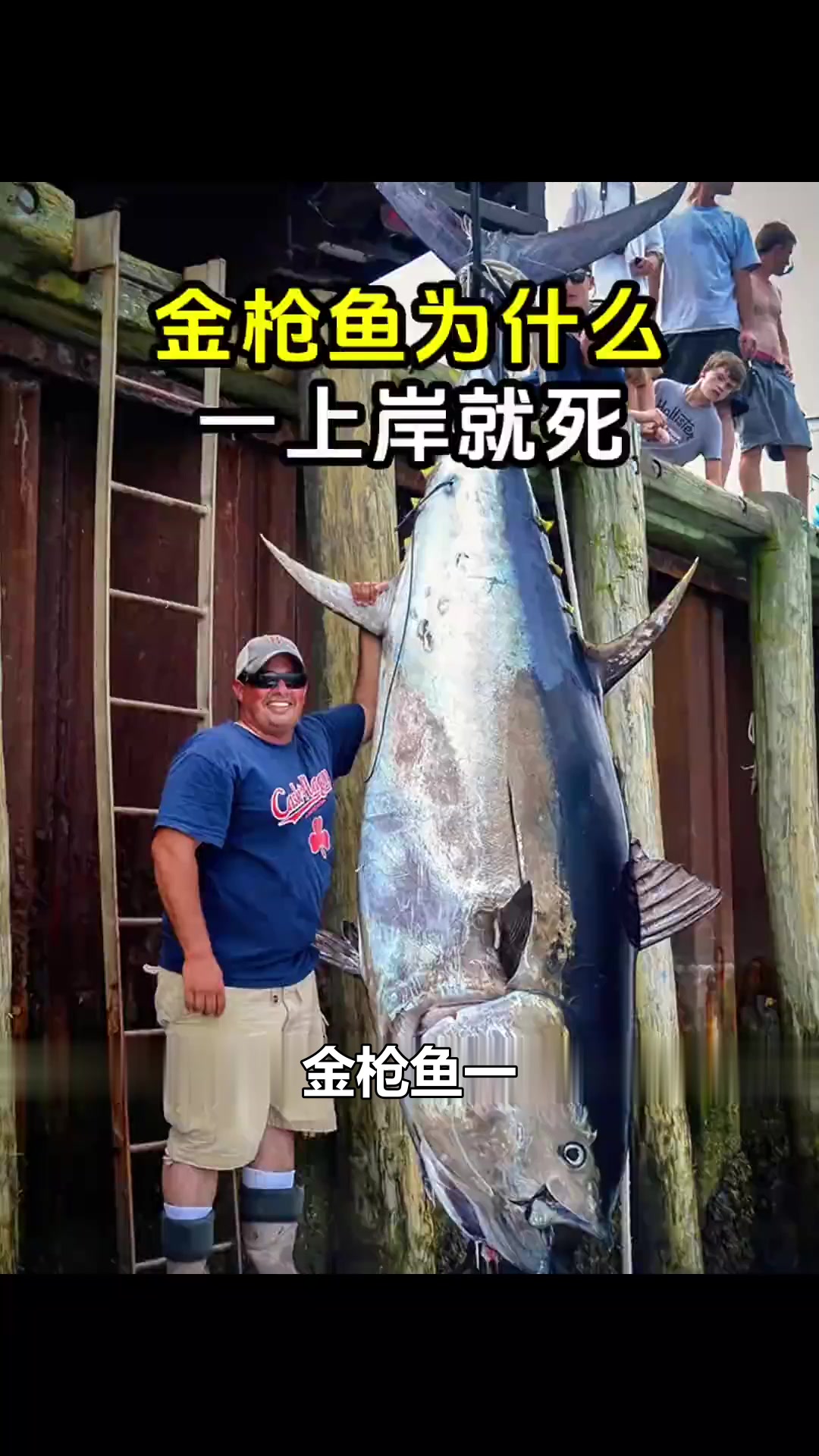 金枪鱼为什么一上岸就死了？金枪鱼金枪鱼呼吸金枪鱼刺身蓝鳍金枪鱼