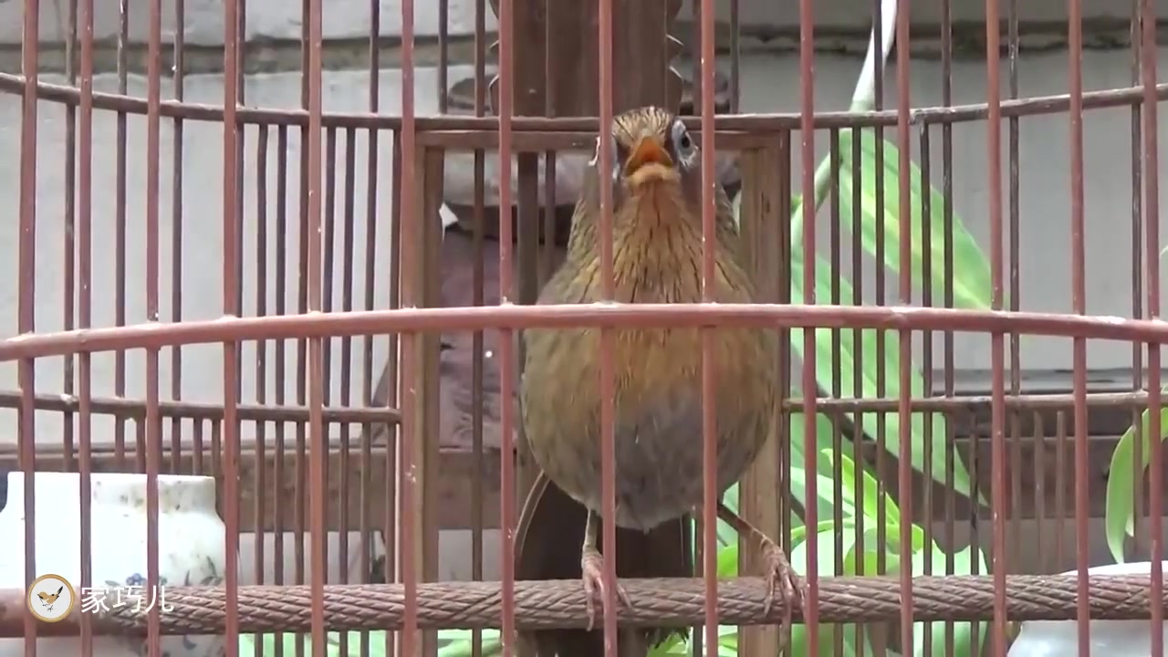 花了500块钱买的画眉鸟,是不是买亏了,害怕被鸟友笑话!