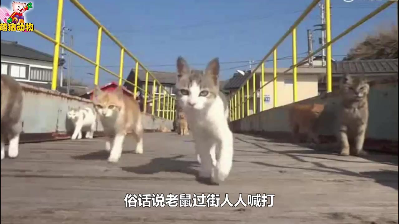 老鼠被四只猫包围,猫:老鼠你感动吗?不敢动不敢动
