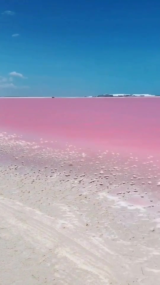粉红湖,位于墨西哥坎昆 太美了