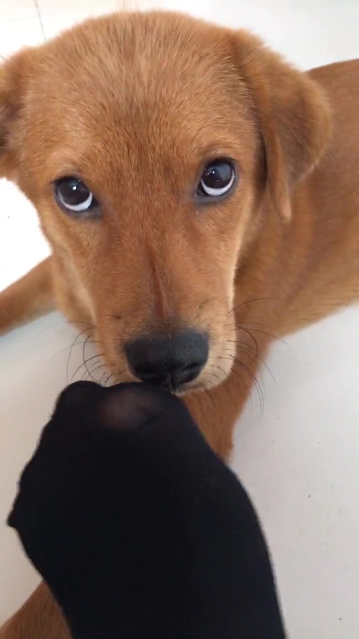 千万不要给狗狗闻脚丫子