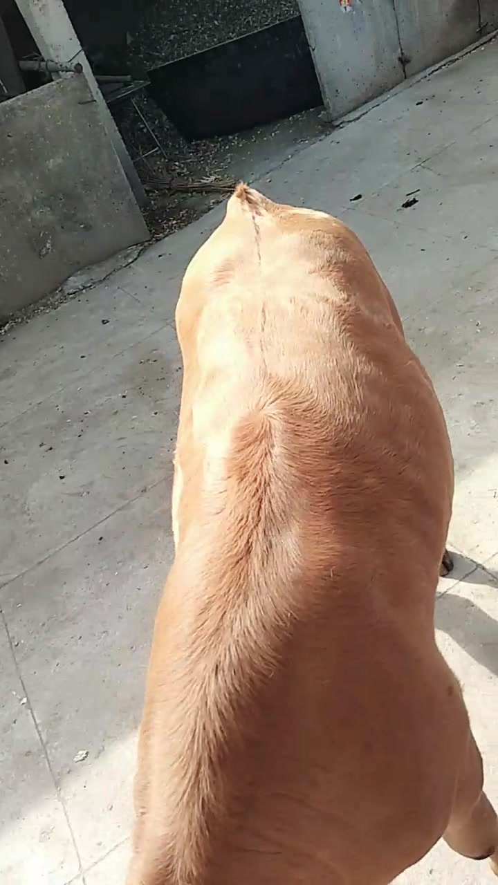 急   小牛胀肚要怎么缓解