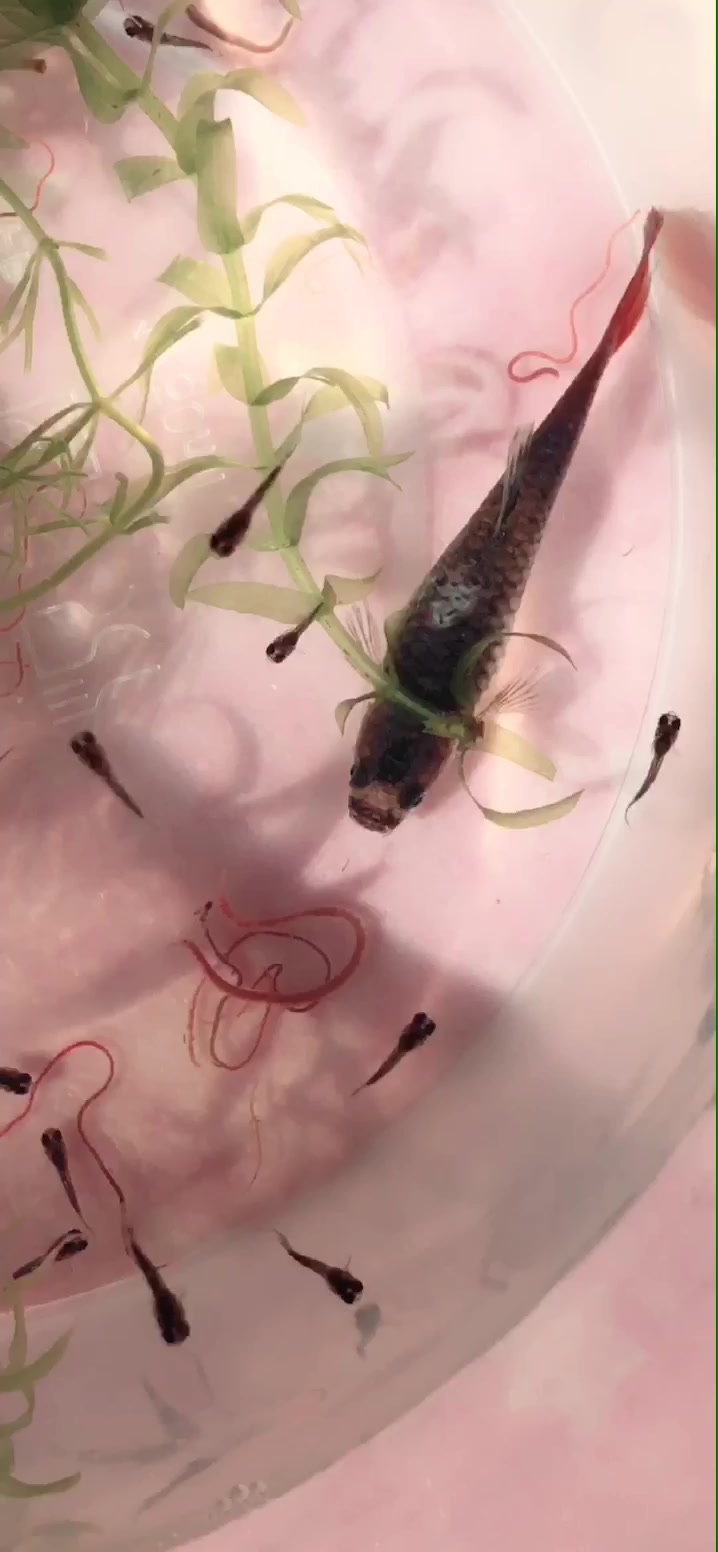 求大家帮忙看看,孔雀鱼,回家发现后背发白?是小瓜虫吗?