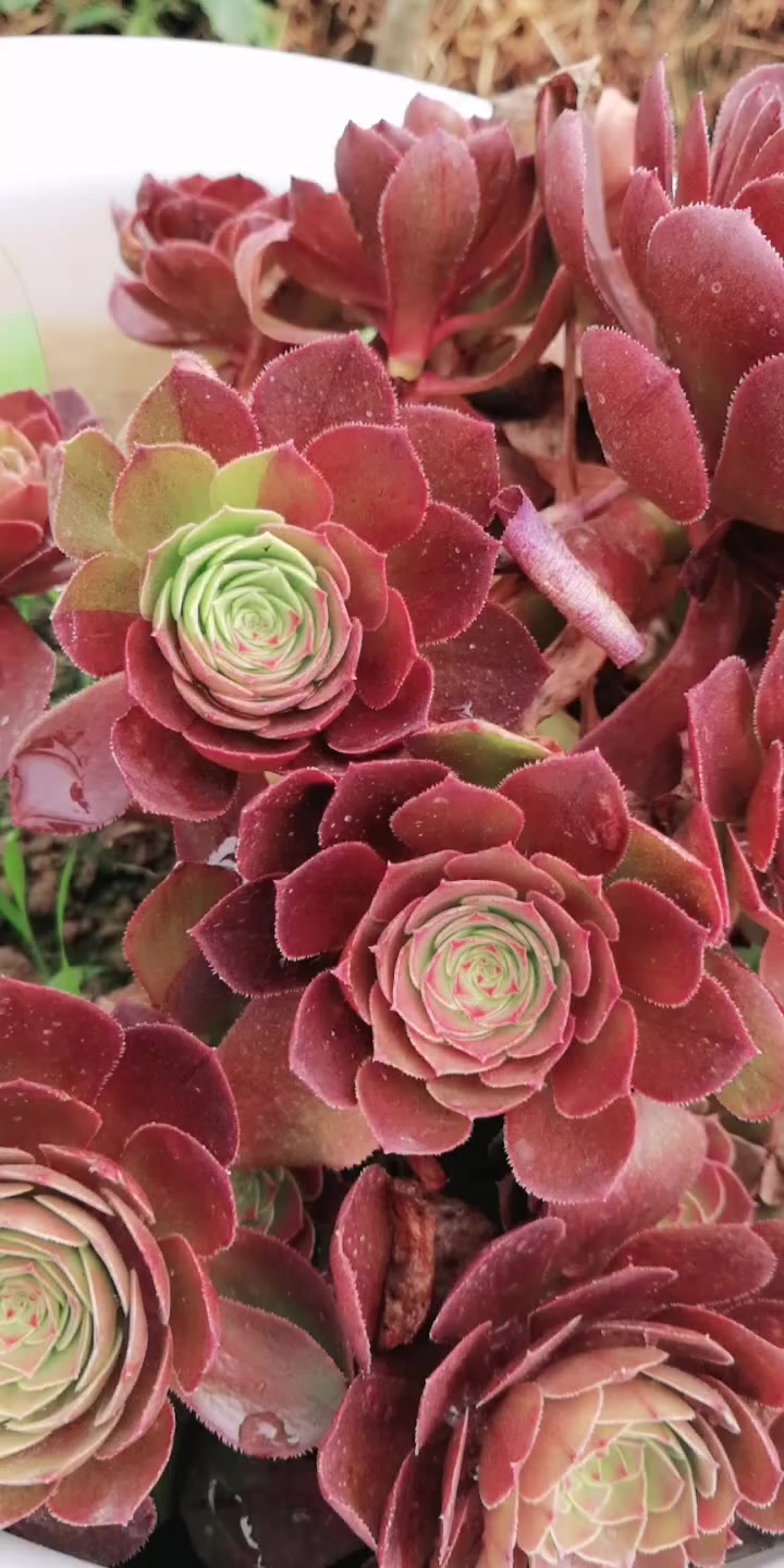 万圣节锦
