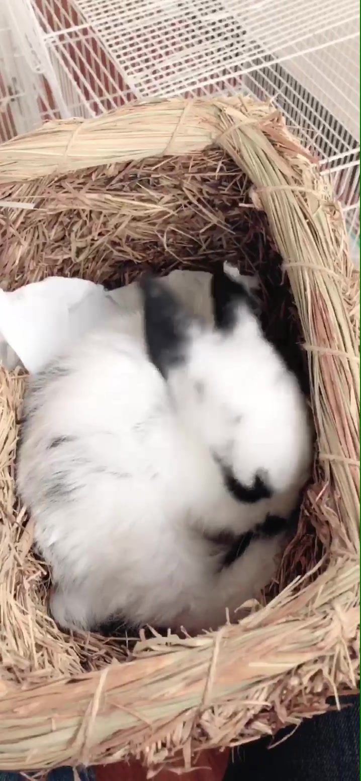 我家兔子摔到头了现在站不起来了早上还四肢抽搐怎么办啊