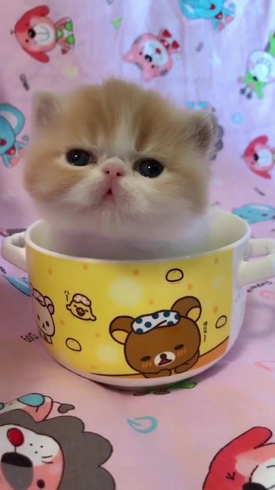猫咪#纸杯猫咪,眼泪汪汪的哈哈哈?