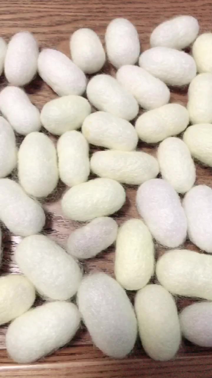 【倾心育蚕】珍贵的棉花糖茧