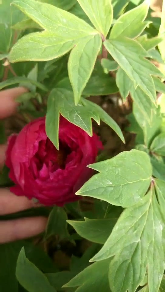 国花牡丹墨润绝伦