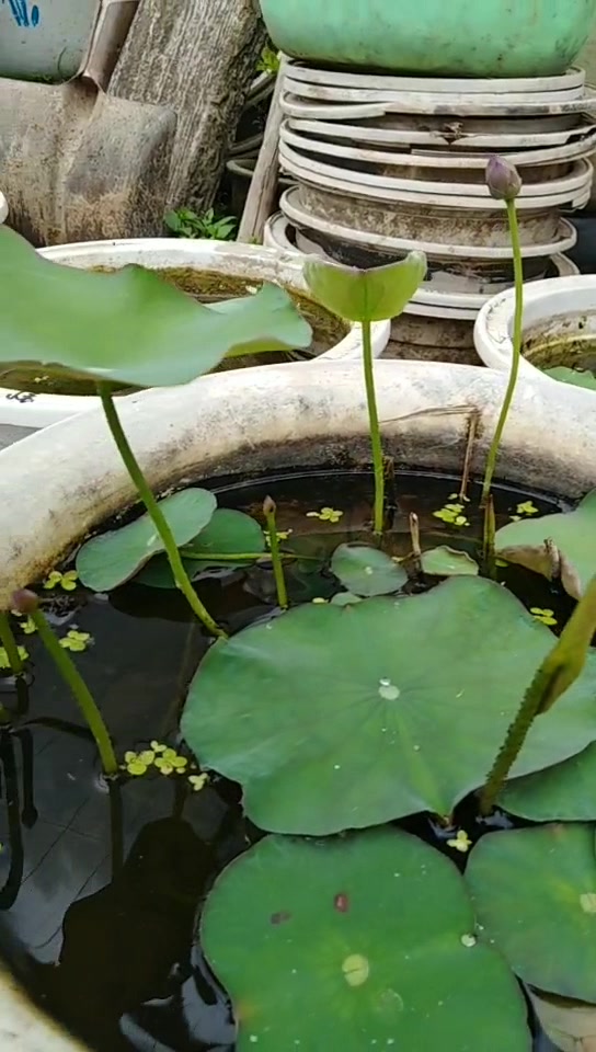 红裙碗莲,没事数数花苞玩