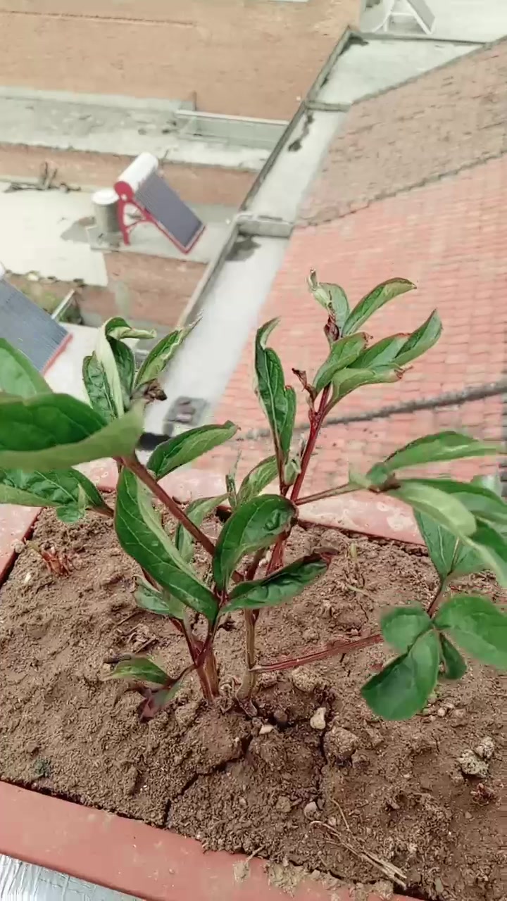 芍药叶尖干枯