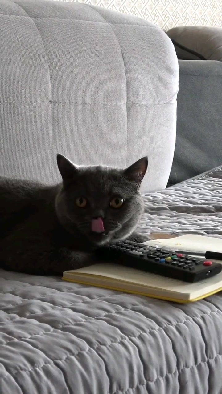 猫小歪这次我给101分多给一分不怕你骄傲