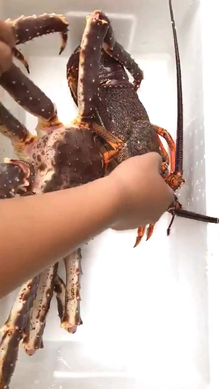 超大的帝王蟹和大龙虾