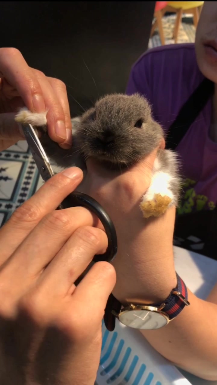 铲屎官和他的宝贝#兔兔剪毛也是萌萌哒