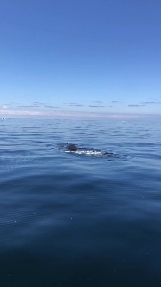 海蓝时见鲸但海深时浪涌