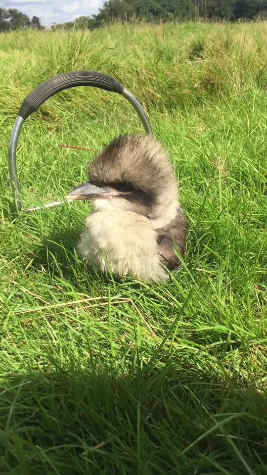 这是什么鸟丑萌丑萌的