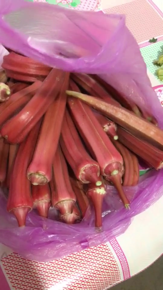 红色的秋葵你们见过么