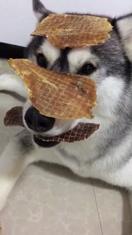 花式虐狗了解一下