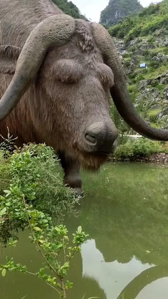 世界上最大的水牛见过吗