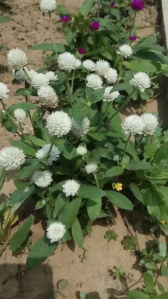 白色的"千日红"