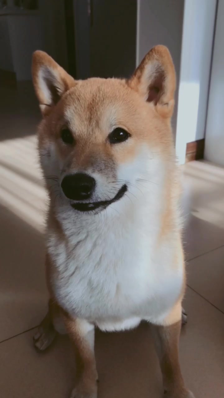 柴犬#柴宝:这就是我想笑又笑不出来的样子