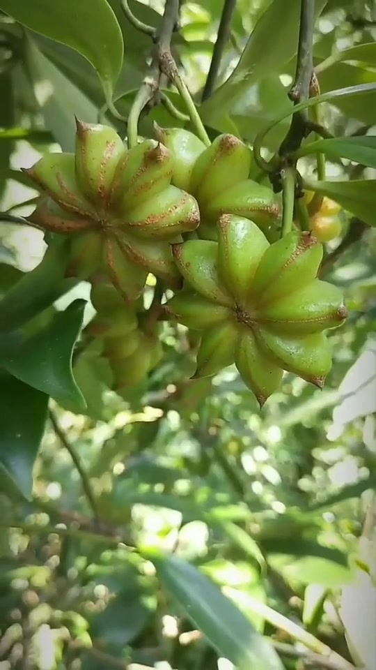 上次带大家看新鲜八角,这次给你们看八角花