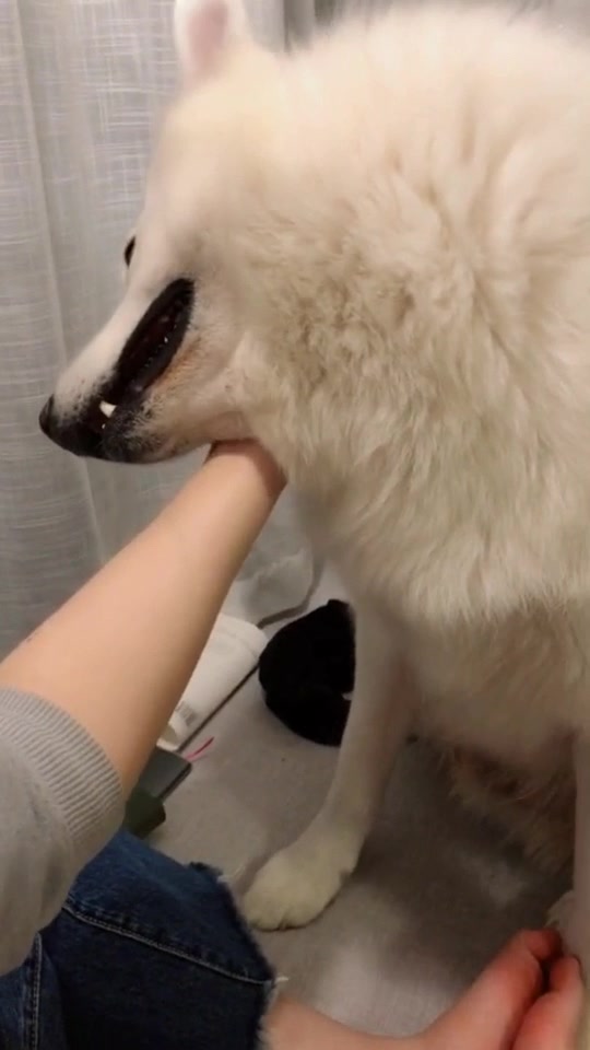 你家的摸耳朵会这样吗?