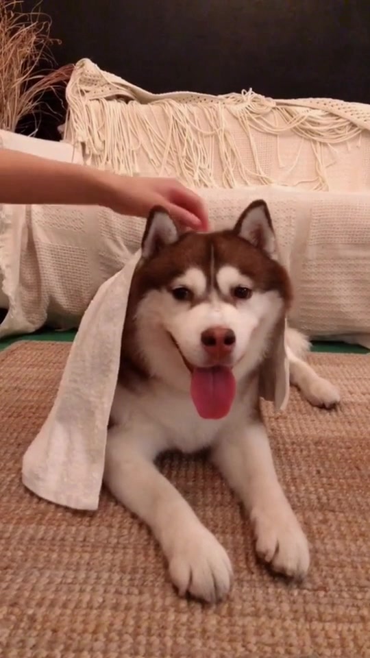 你们说哈礼鹿哪个造型最好看?