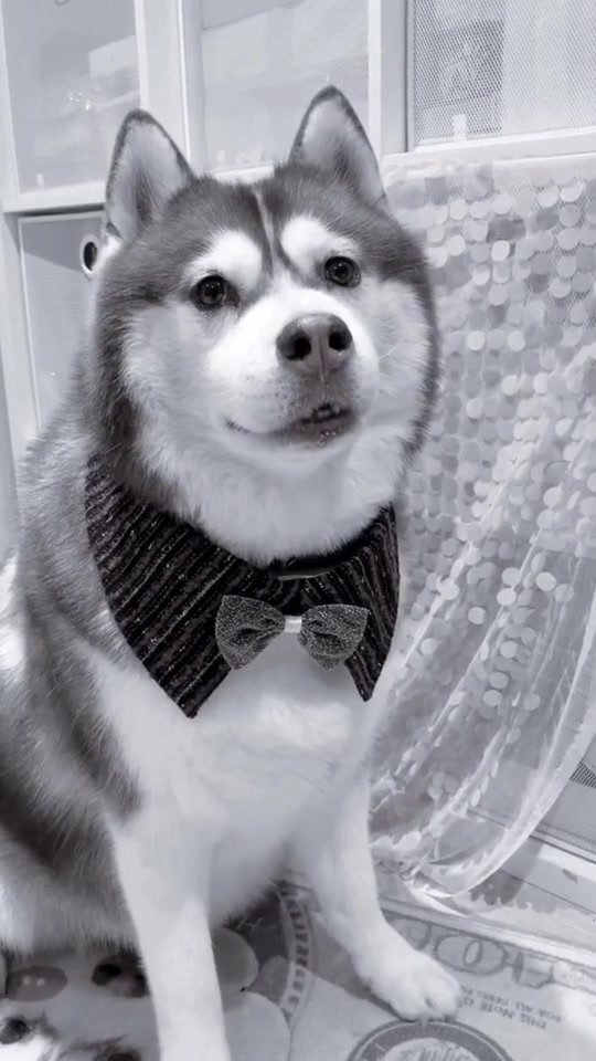 哈礼鹿笑起来心情会很好